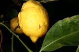 Citrus x limon RCP10-2012 15.JPG